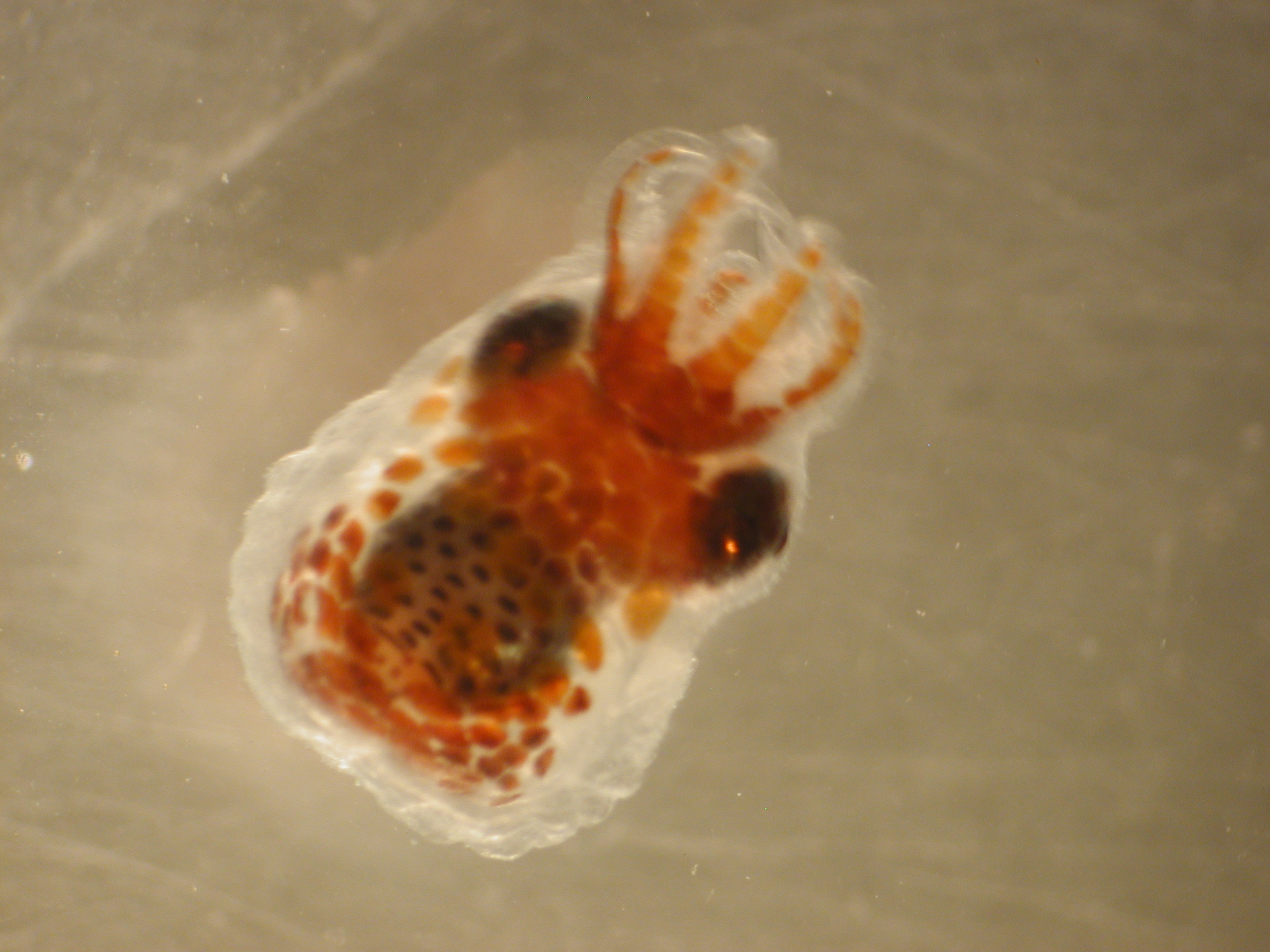 grumpy baby octopus